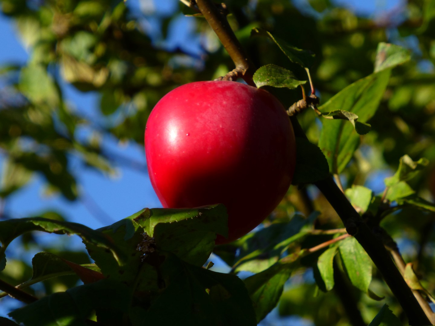 F
