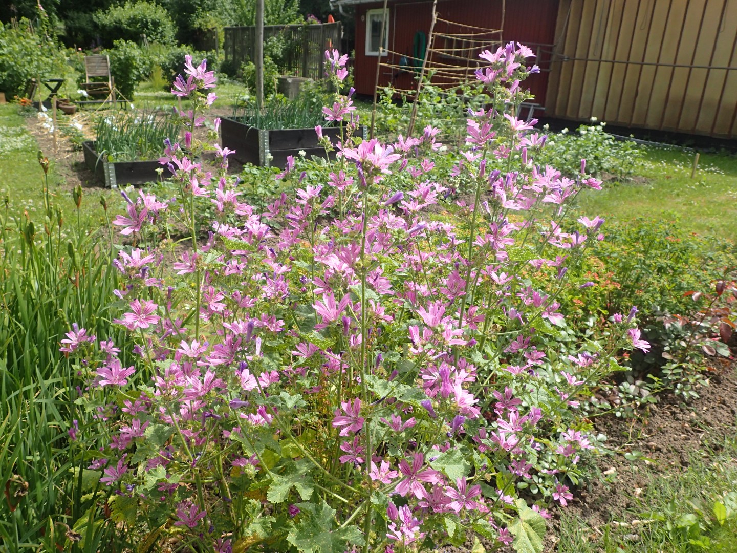 F