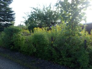 Sommerhuskolonien afd B