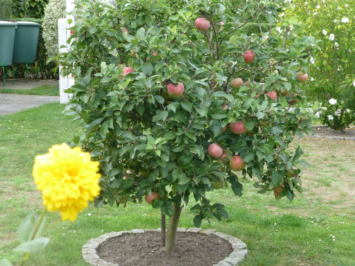 F