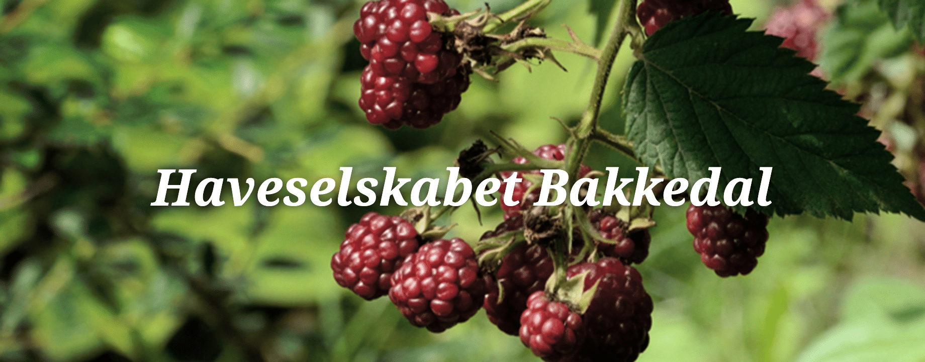 Bakkedal H/F