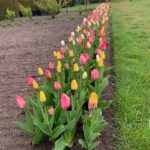 tulipaner_srcset-large