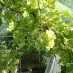 1000002444