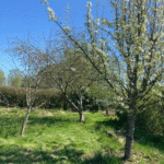 Kolonihave Randers