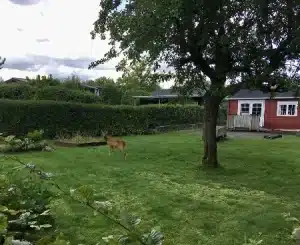 F (Vejle)