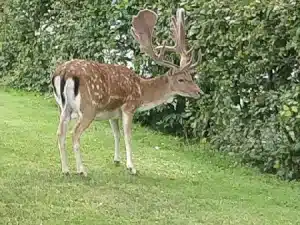 F (Vejle)